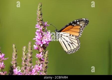 Monarch farfalla su viola sciolto life fiore Foto Stock