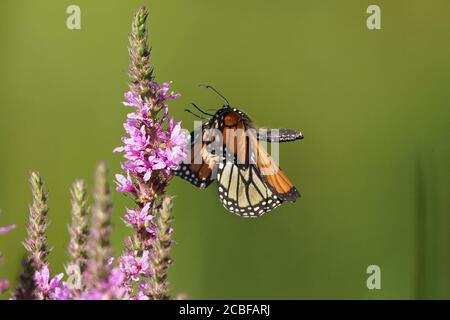 Monarch farfalla su viola sciolto life fiore Foto Stock