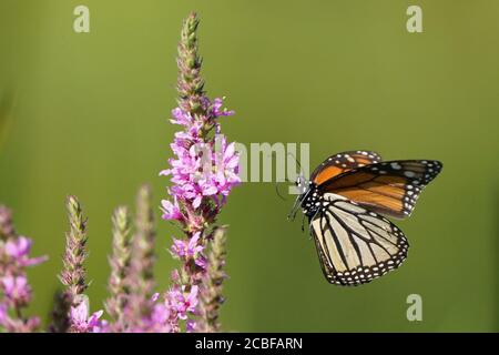 Monarch farfalla su viola sciolto life fiore Foto Stock