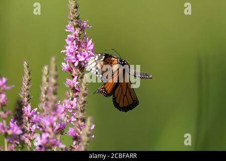 Monarch farfalla su viola sciolto life fiore Foto Stock