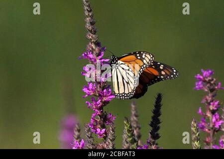 Monarch farfalla su viola sciolto life fiore Foto Stock