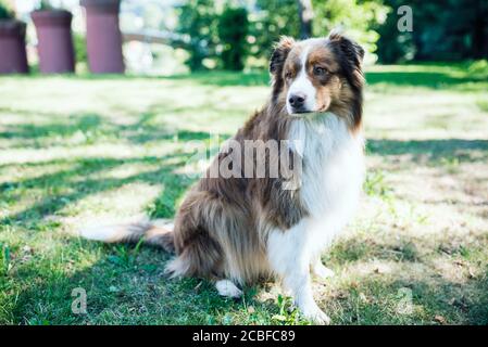 Primo piano del cane maschio australiano Shepherd seduto sul prato dentro giardino Foto Stock