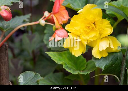 Fiori gialli luminosi di begonias tuberose, Begonia tuberhibrida, fiorire in Garden.Blooming begonia cresce in vaso di fiori in giardino. Pianta con grande Foto Stock