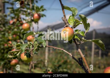 grandine di protezione sopra le mele in stiria , austria Foto Stock