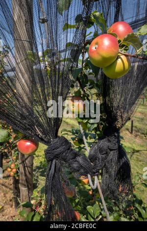 grandine di protezione sopra le mele in stiria , austria Foto Stock