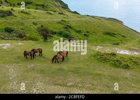 Cavalli sulle bianche scogliere di dover a Kent, Inghilterra Foto Stock