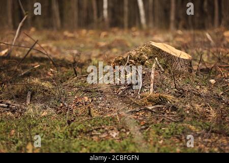 L'immagine dopo l'abbattimento è un sacco di ceppi di conifere alberi che rimangono nel terreno. Ceppi dopo abbattimento illegale. Fuoco selettivo Foto Stock
