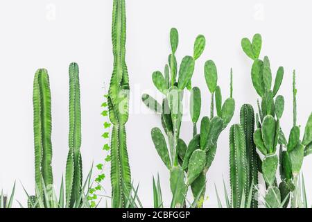 Cactus pianta su parete bianca in verde casa moderna botanica decorazione natura sfondo Foto Stock