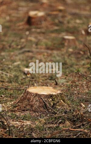 L'immagine dopo l'abbattimento è un sacco di ceppi di conifere alberi che rimangono nel terreno. Ceppi dopo abbattimento illegale. Fuoco selettivo Foto Stock