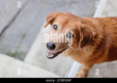Cane sorriso cute occhi innocenti guardando fotocamera Foto Stock