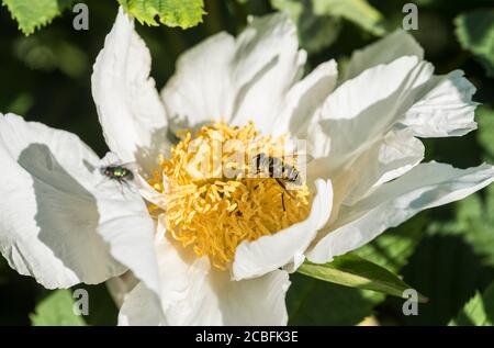 Un hover vola su un fiore di Peony bianco brillante. Foto Stock