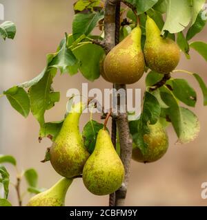 Pere mature su uno espalier nel giardino Foto Stock