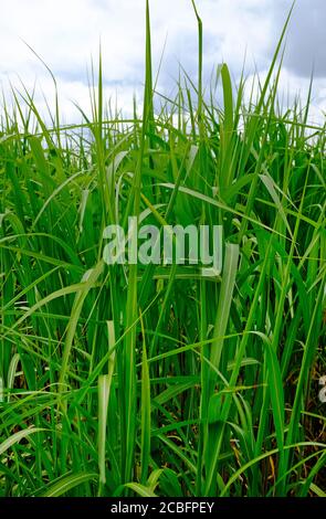 erba verde degli elefanti, miscanto, che cresce nel nord di norfolk, inghilterra Foto Stock