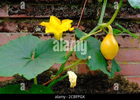 giovane zucca che cresce accanto alla parete di mattoni nel giardino inglese, norfolk, inghilterra Foto Stock