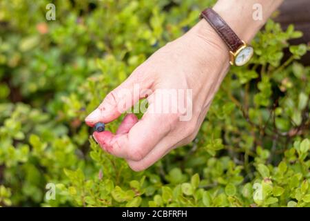 mirtillo picking - giovane donna sta raccogliendo mirtilli - vista della mano Foto Stock