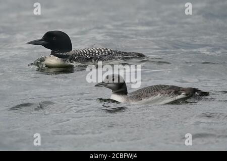 Comune Loon nuoto pesca e nuoto sul lago in estate Foto Stock