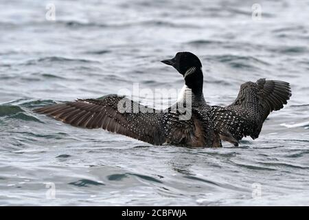 Comune Loon nuoto pesca e nuoto sul lago in estate Foto Stock