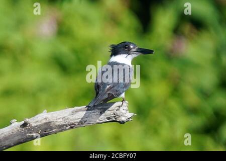 Cintura Kingfisher pesca su paludi Foto Stock