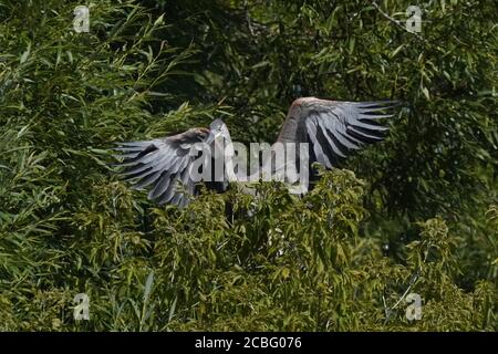 Grande airone blu gregge in palude Foto Stock