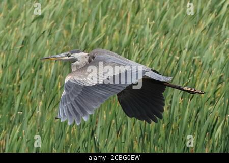 Grande airone blu gregge in palude Foto Stock