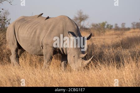 Rhino in piedi in erba campo con testa giù alimentazione con due oxpeckers rosso fatturati seduti sulla schiena Foto Stock