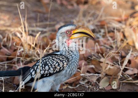 Bolletta di cornetta gialla fatturata appollaiata sul terreno tra l'erba e. foglie di mopane e relax fissando intorno Foto Stock