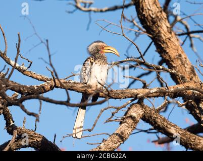 Bolletta gialla arroccata e rilassante fissando intorno Foto Stock