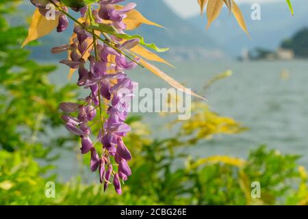 Fiori di glicine in una giornata estiva. Foto Stock