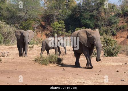 Madre elefante con due vitelli di età diversa a piedi accanto a. letto di fiume asciutto Foto Stock