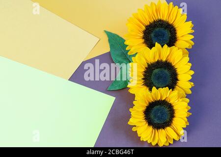 Girasoli con foglie verdi sullo sfondo colorato di carta verticale, vista dall'alto, piatto. Design di biglietti d'auguri piuttosto creativi. Foto Stock