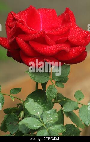 Rosa rossa sotto la pioggia Foto Stock