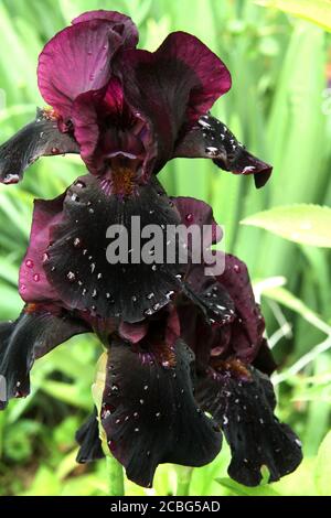 Iris viola scuro dopo la pioggia Foto Stock