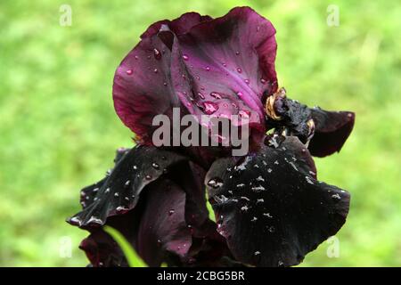 Iris viola scuro dopo la pioggia Foto Stock