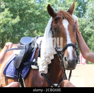 Salviette in cotone spugna bagnata sulla testa di uno spettacolo cavallo in una calda giornata estiva di sole Foto Stock