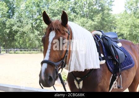 Salviette in cotone spugna bagnata sulla testa di uno spettacolo cavallo in una calda giornata estiva di sole Foto Stock