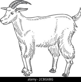 Illustrazione vettoriale disegnata a mano di capra. Schizzo astratto di animali domestici. Disegno stile incisione. Illustrazione Vettoriale