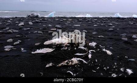 Carcassa di uccello trovato su Diamond Beach, Islanda Foto Stock