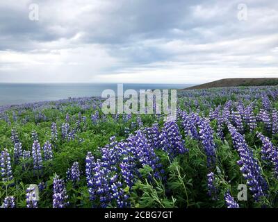 Bei campi Lupin dell'Islanda durante i mesi estivi di Giugno e luglio Foto Stock