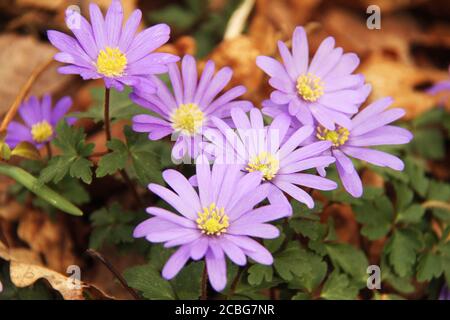Anemone blanda (fiore greco) in fiore Foto Stock