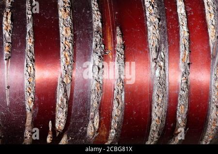 Macro closeup di Prunus Serrula albero corteccia (Mogano abbaiato Cherry) Dalla Cina occidentale Foto Stock