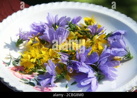 Erba di San Giovanni (Hypericum perforatum) E fiori di cicoria raccolti per uso medico Foto Stock