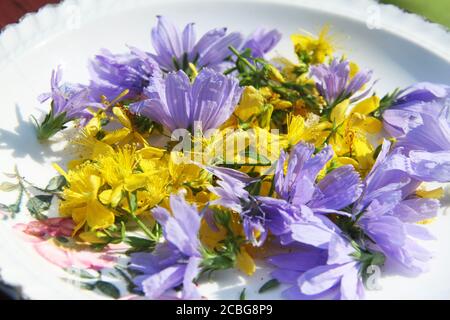 Erba di San Giovanni (Hypericum perforatum) E fiori di cicoria raccolti per uso medico Foto Stock