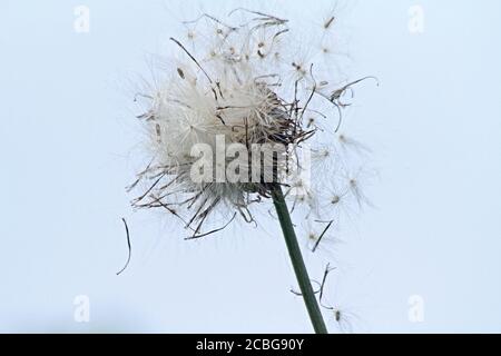 I semi di Thistle dispersi dal vento nell'aria Foto Stock