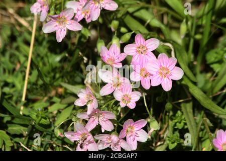 Claytonia virginica (bellezza primaverile orientale) in fiore Foto Stock