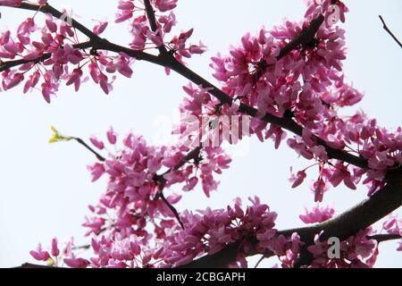 Redbud tree blossom Foto Stock