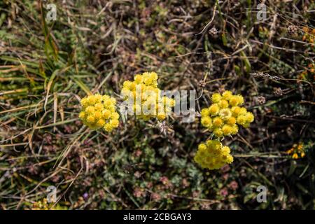 Elicriso arenarium, nano everlast, immortelle fiori gialli closeup Foto Stock