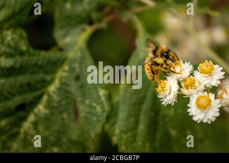 Bumble ape impollinante perlaceo eterno fiori Foto Stock