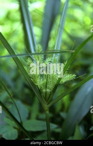 Cyperus rotundus (erba di noce) Foto Stock