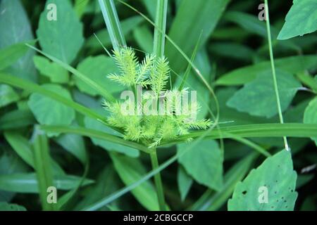 Cyperus rotundus (erba di noce) Foto Stock