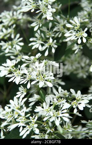 Cespuglio di fiocco di neve (Euphorbia leucocephala) fiori Foto Stock